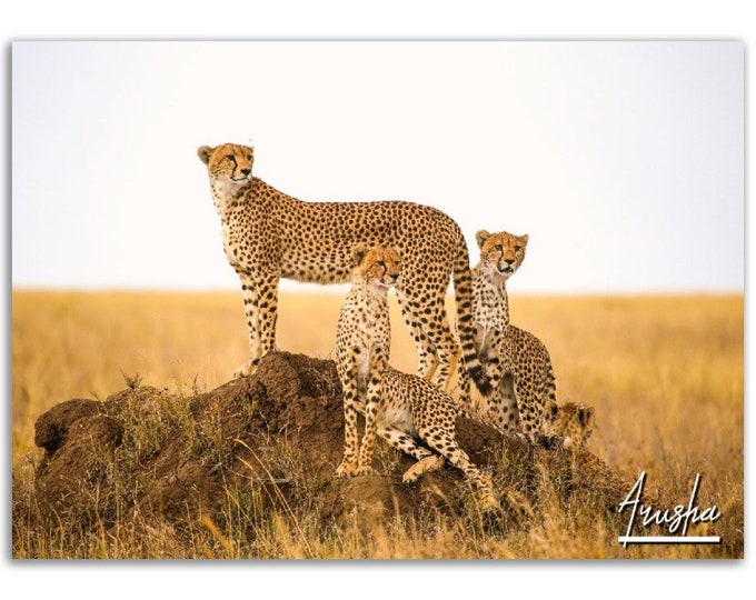 Arusha Tanzania Poster Print Cheetah Wall Art | Safari Home Decor Savanna Gift Hangings | Arusha Digital Print Horizontal Travel Photography