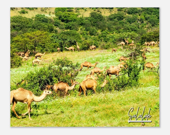 Salalah Oman Poster Print Wall Art | Salalah Camels Home Decor Gift Hangings | Salalah Animals Skyline Print Horizontal Travel Photo Present