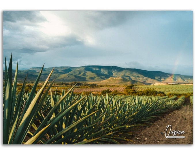 Oaxaca Poster Print Wall Art | Oaxaca Mexico Photo Home Decoration | Oaxaca Traveler Christmas Birthday Gift | Oaxaca Horizontal Photography