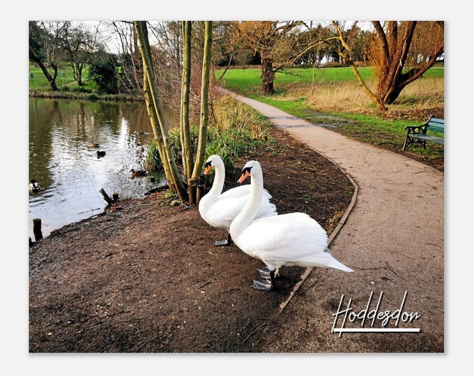Hoddesdon England Travel Poster Wall Art | Hoddesdon Two Swans The Lake Side Home Decor | Hoddesdon Park Digital Print Hoddesdon Photo Gift