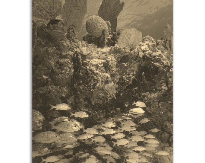Playa del Carmen Poster Vintage Mexico Print | Retro Underwater Fish Sepia Photo Gift | Playa del Carmen Wall Art Home Decor Vertical Photo
