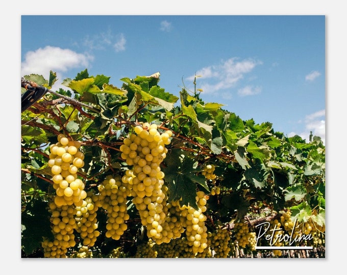 Petrolina Brazil Travel Poster Wall Art | Petrolina Home Decor Countryside Print | Petrolina Grape Plantation | Petrolina Hangings Photo