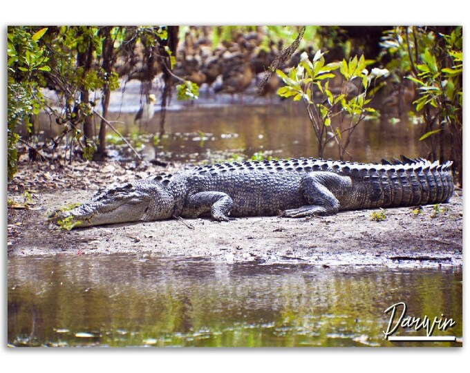 Darwin Poster Print Wall Art | Crocodile Home Decor Gift Hanging | Darwin Digital Prints Collectible | Darwin Horizontal Travel Photo