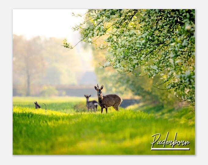 Paderborn Germany Print Wall Art Paderborn Home Decor | Deer  Meadow Paderborn Horizontal | Paderborn Hangings Travel Present Photo