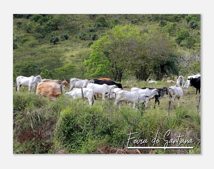 Feira de Santana Brazil Travel Poster Wall Art | Feira de Santana Cattle Grazing Home Decor | Feira de Santana Countryside Print  Photo Gift