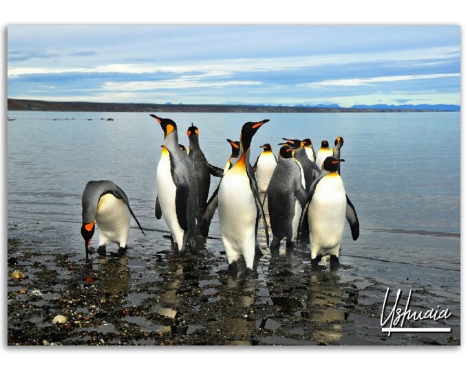 Ushuaia Poster Penguin Print Argentine Wall Art | Ushuaia Home Decor Gift | Ushuaia Digital Prints | Ushuaia Horizontal Travel Photo