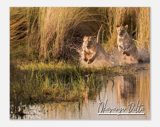 Okavango Delta Botswana Poster Wall Art  | Okavango Delta Home Decor | Okavango Delta Print Collectible | Okavango Delta Travel Photo