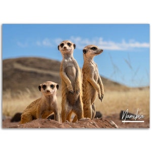 Mongoose Poster Namibia Print Wall Art | Namibia Desert Photo Animal Home Decoration | Namibia Travel Gift | Namibia Horizontal Photography