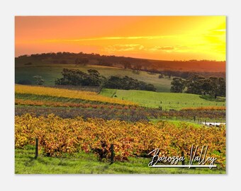 Barossa Valley Vineyard Print: Australian Wine Country Wall Art