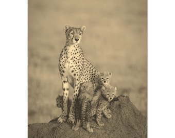 Vintage Serengeti Cheetah Family Sepia Photo Print