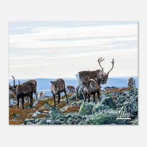 Ylläs Finland Print Wall Art | Ylläs Reindeer Home Decor | Ylläs Poster Print | Mountain in Lapland | Ylläs Hangings Travel Photo Present
