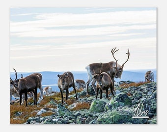 Ylläs Finland Print Wall Art | Ylläs Reindeer Home Decor | Ylläs Poster Print | Mountain in Lapland | Ylläs Hangings Travel Photo Present