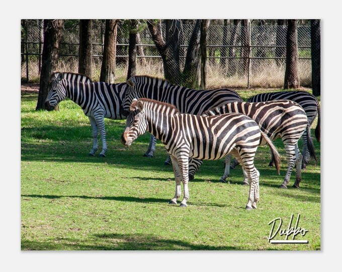 Dubbo Australia Travel Poster Print Wall Art | Dubbo Animals Home Decor | Dubbo Gift Plains Zebra Standing Field | Horizontal Photo Present