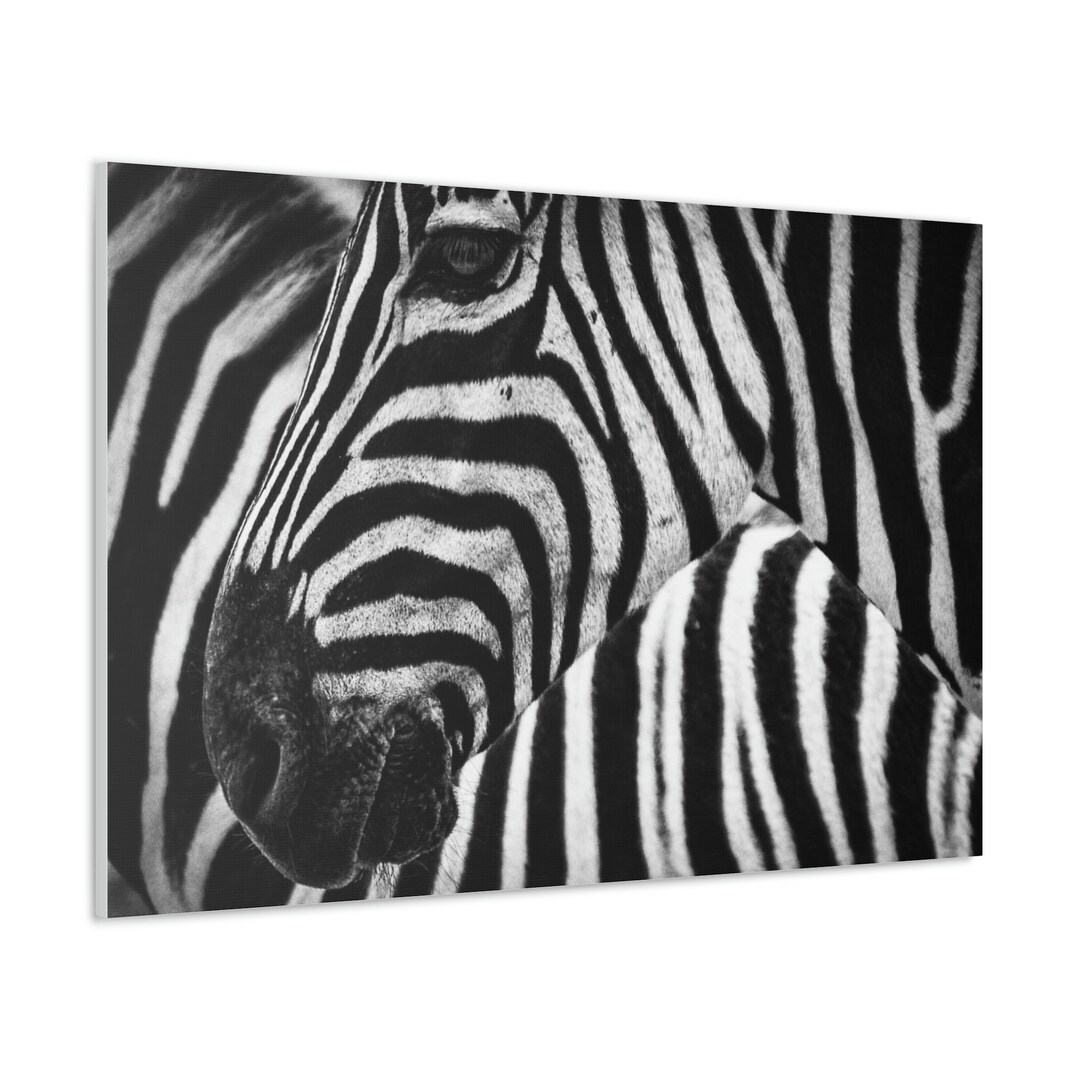 CANVAS ART Zebra Wall Art Zebra Canvas Print Safari Etsy