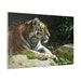 see more listings in the ANIMALS section