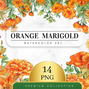Set of 14, Watercolor Orange Marigold Clipart, Floral PNG, Floral Clipart, Wedding Clipart, Spring Clipart, Watercolor Flower, Digital PNG