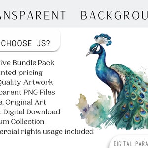 Set of 15, Watercolor Peacock Clipart, Peacock PNG, Boho Peacock Art, Watercolor Bird, Peacock Feathers, Sublimation PNG, Digital Download image 4