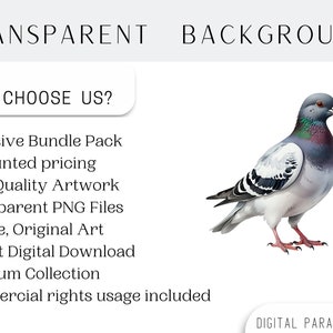 Set of 8, Pigeon Clipart, Cute Bird PNG, Watercolor Pigeon, Bird Clipart, Pigeon PNG, Pigeon Art, Digital Download, Sublimation PNG image 4