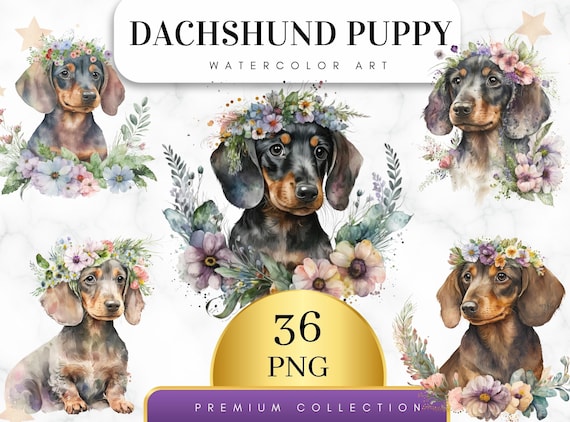Set of 36, Watercolor Floral Dachshund Clipart Bundle, Dachshund Clipart, Dachshund Png, Dachshund Watercolor, Dachshund art, Digital PNG