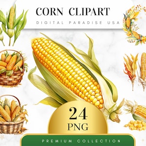 Set of 24, Watercolor Corn Clipart, Corn PNG, Harvest Clipart, Vegetable Clipart, Farmhouse Decor, Sublimation PNG, Nursery Png, Digital PNG