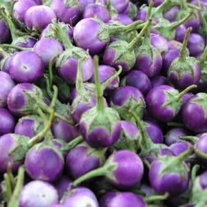 100++  seeds Organic Thai small white Purple Eggplant - Mauve Purple -Hạt Cà Pháo - 2024 Season