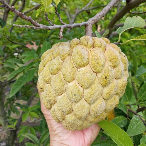 10 Organic Sugar Apple Seeds | Annona Squamosa Custard Apple | Na