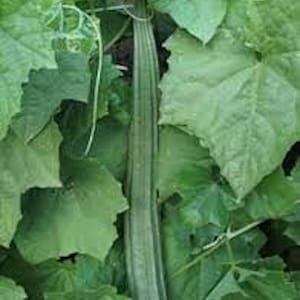 10 Bonanza Angled Luffa Gourd|Long Asian Okra Loofa Bitter Melon Mướp Khía Seeds, 2026 Season
