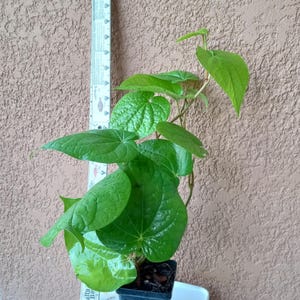 3.5&quot; Pot Betel Leaf  Plants (Paan/Thamalapaku/Vettrilai/Vettila/Veeleyadelae/Punj/Kasar/Pana/Piper Betle,Daun Sirih Plant,Trầu Không).