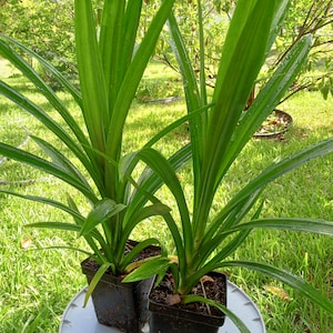 1 pot Pandan Live Plants -Pandanus amaryllifolius - Cây lá dứa. We ship to California / bare roots. 6-18&quot;