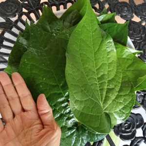 Fresh Organic 40-100 Betel Leaves Leaf (Paan Patha, Pann, Piper Betel, Beetel). Lá Trầu Không.