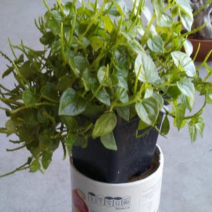 1 Pot 3.5" or 1,000+++ Peperomia pellucida Seeds - Rau càng cua - 2026 Season