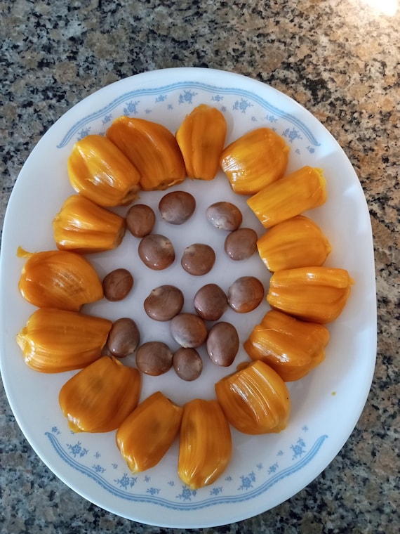 Rare Supper Sweet Thai Jackfruit Tropical Worlds Largest Fruit