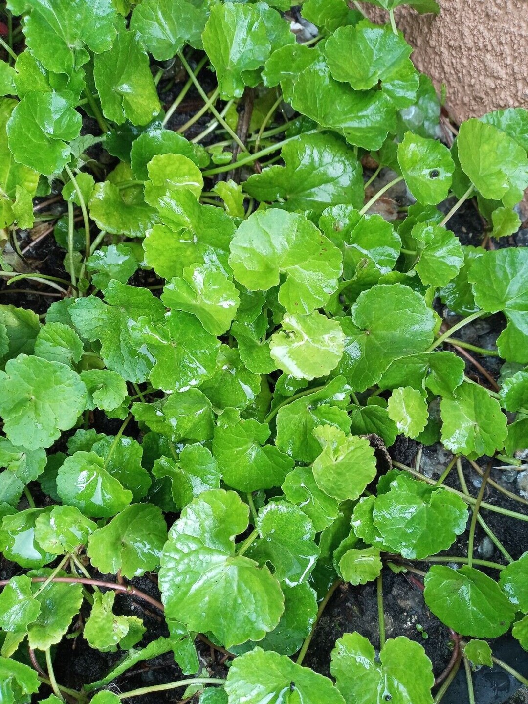 20 Organic Pennywort Edible Rau M Gotu Kola Centella Asiatica Live 20-organic-pennywort-edible-rau-m-gotu-kola-centella-asiatica-live