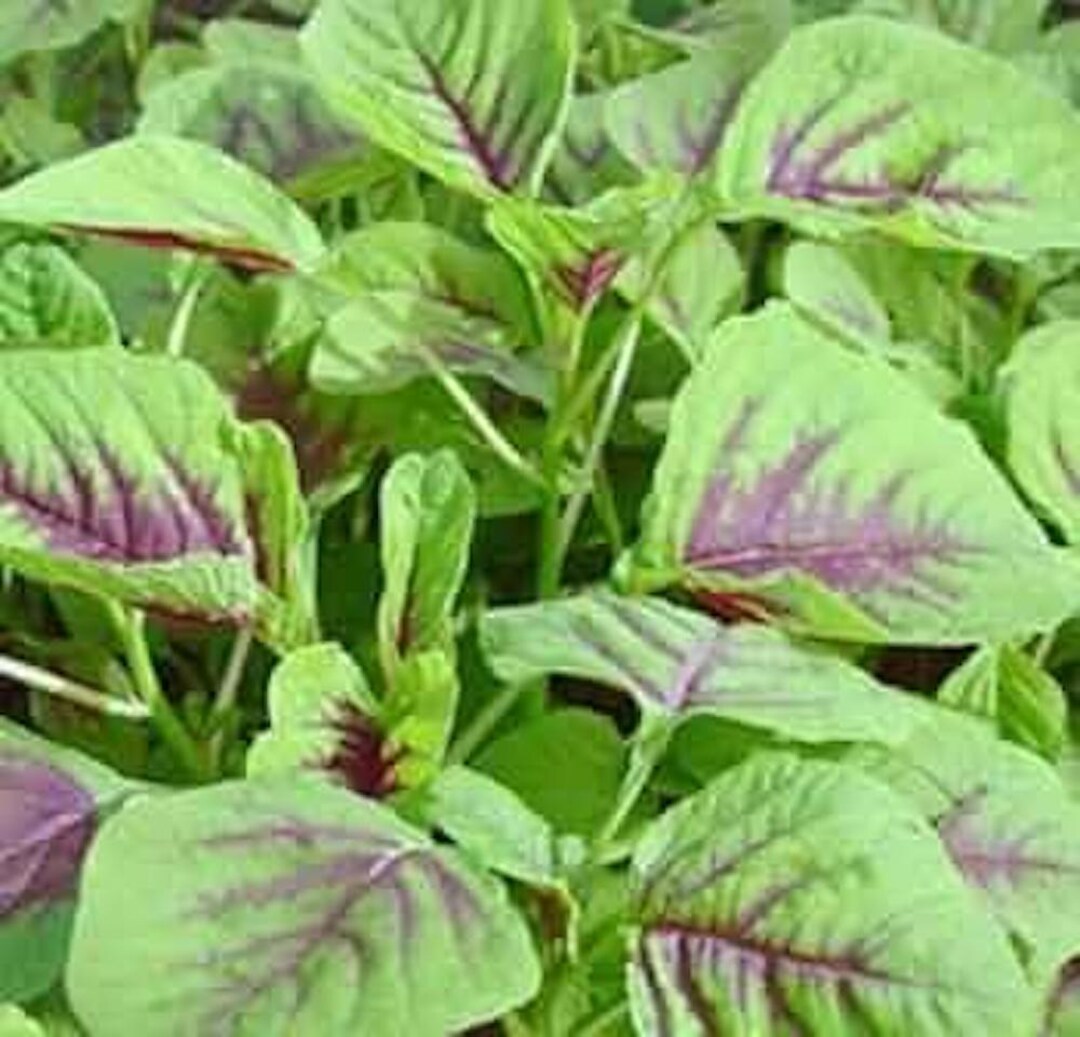 2000 Varieties Red, Green Edible Amaranth Spinach Seeds, Rau Den - Etsy