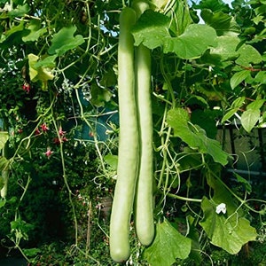 10 - 20 Organic Gourd Seeds - Cucuzzi (Italian Edible), hột bầu Year 2024