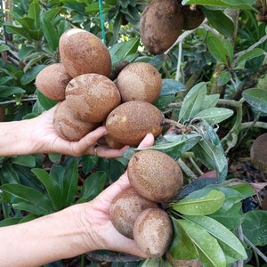 10 SEEDS Sapote Sapodilla Nispero Manilkara Zapota Chiku Makok Tropical,Hột trái Lồng Mức, 2025 Season