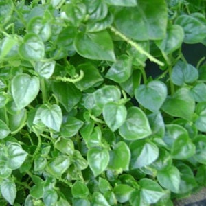 1,000+++ Peperomia pellucida Seeds - Rau càng cua - 2025 Season