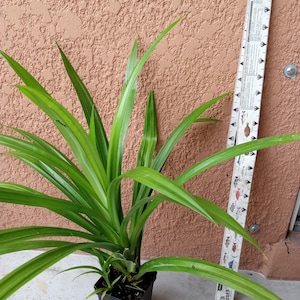 Pandan + Young Mother + baby Pandan Live Plants -Pandanus amaryllifolius - Cây lá dứa. We ship to California / bare roots