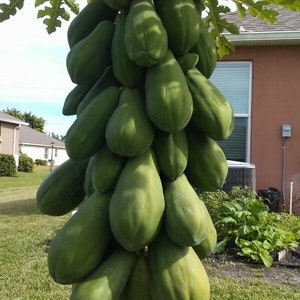 May include: A large cluster of green papaya fruit growing on a tree. The fruit is arranged in a vertical stack, with the largest fruit at the bottom and the smallest fruit at the top.