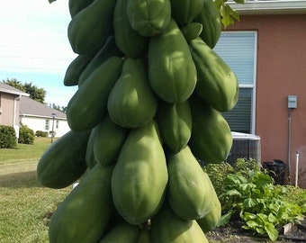 May include: A large cluster of green papaya fruit growing on a tree. The fruit is arranged in a vertical stack, with the largest fruit at the bottom and the smallest fruit at the top.