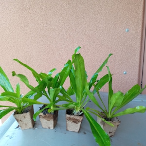 Organic Culantro Live Plants, 1 in each 2&quot; pot, Eryngium Foetidum parley,  Ngo Gai, Can not ship to California.