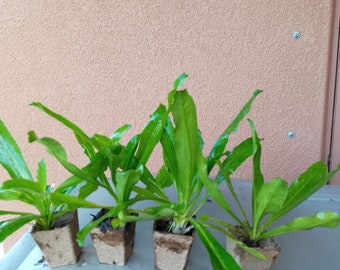Organic Culantro Live Plants, 1 in each 2" pot, Eryngium Foetidum parley,  Ngo Gai, Can not ship to California