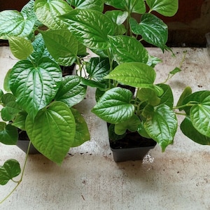 VIETNAMESE ORGANIC PIPER Lolot ( Lá Lốt ) Live Plants in 3.5&quot; Pot.