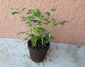 Organic Peanut Live Plants in 3.5" Pot.