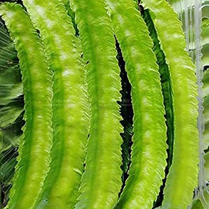 May include: Close-up of fresh, vibrant green winged beans, also known as four-angled beans, displayed in a clear plastic container. The beans have a distinctive, ridged appearance and are a bright, healthy green color, suggesting freshness.