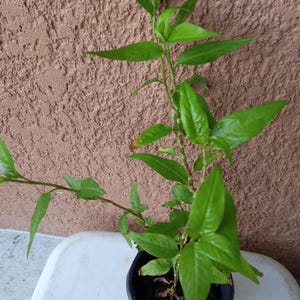 1 Pot Organic Persicaria odorata Coriander Live Plants in roots for Garden or Pond.  Rau Răm