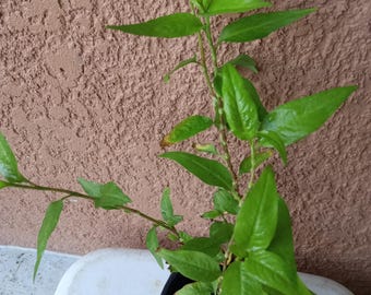 1 Pot Organic Persicaria odorata Coriander Live Plants in roots for Garden or Pond.  Rau Răm