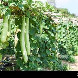 10 Edible Long bottle gourd seeds/Asian Indian Opo Squash/Dudi/calabash/Hột Bầu