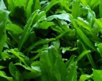 Organic Lemon Grass Cuttings, Herbal Tea, Packaging Size: 12 G at Organic Lemon Grass Cuttings, Herbal Tea, Packaging Size: 12 G at