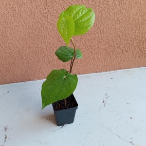 1-2 Organic betel leaf plants, paan, Piper Betle vine, Barui, Bai Phu, Herb Vine Spice live plant in 3.5&quot; pot